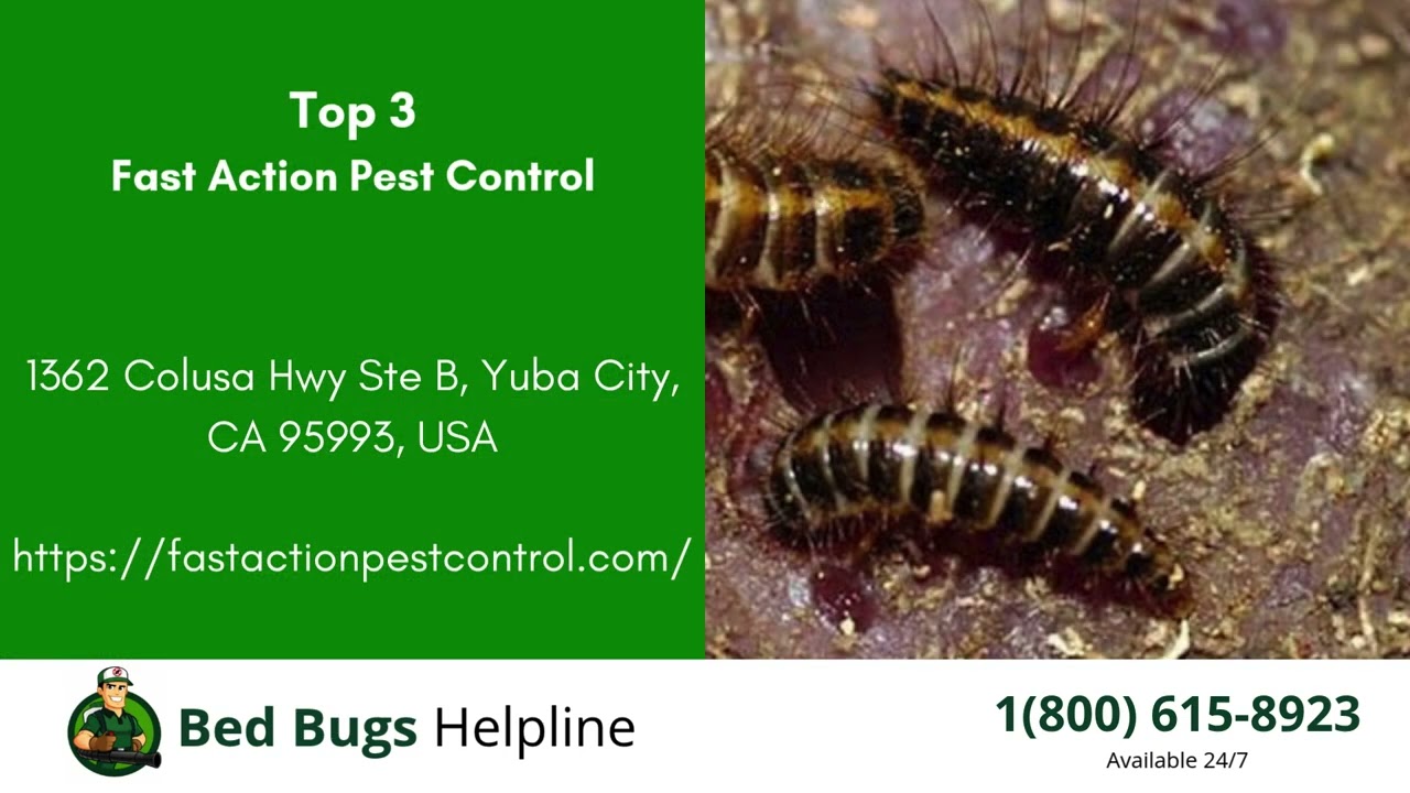 Top 3 Bed Bug Removal in Yuba City
