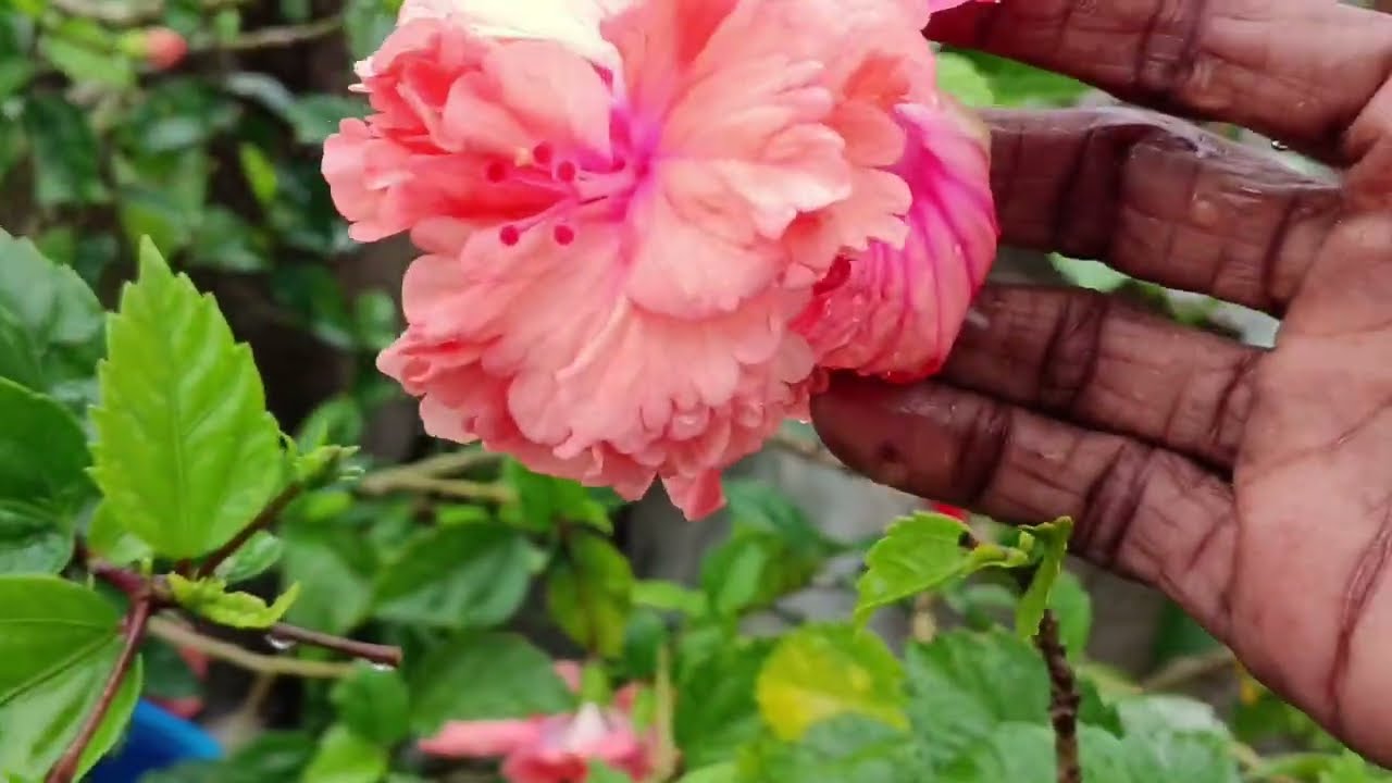 “Flowers swaying, leaves shimmering with rain drops...மழை நீரோடு தோட்டத்தில் பூக்கள் கொஞ்சி கொலைவுது