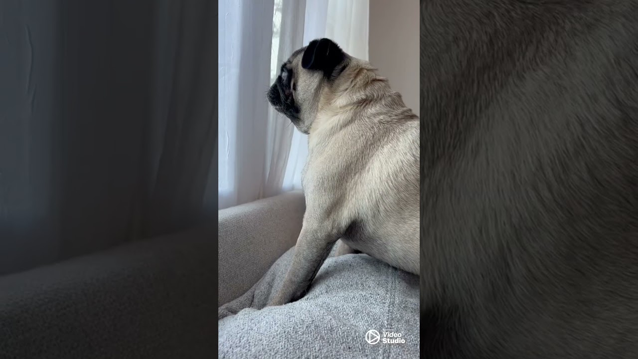 Floki Video Compilation Part 1: The Haunting Screams 👻