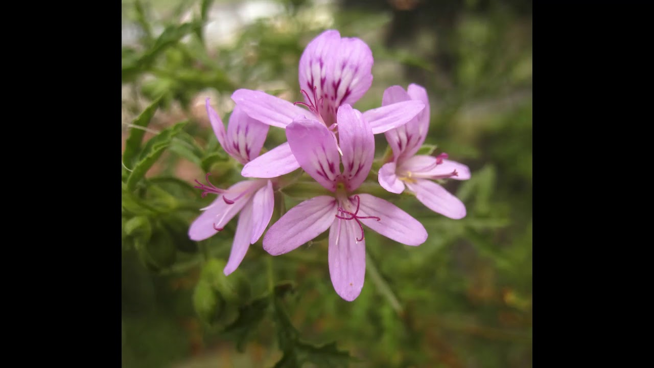 Scented leaf & species pelargoniums