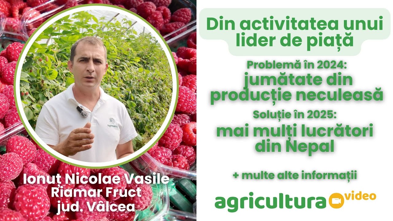 Drumul de la cules de căpșuni la a deveni unul din cei mai mari furnizori de fructe moi din România