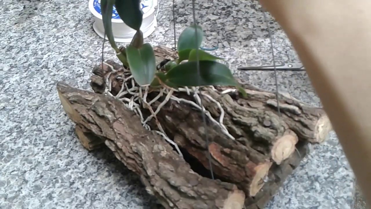 Cachepô de madeira simples e replante de orquídea cattleya.