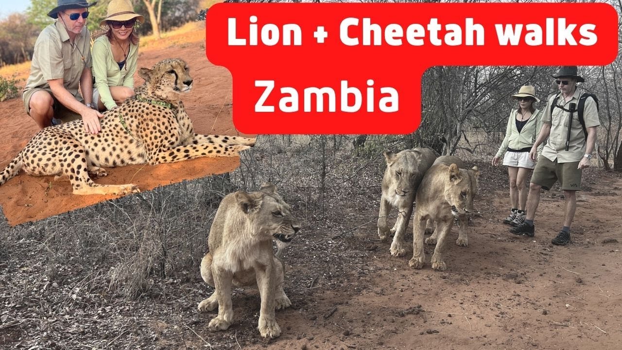 Walking with Lions and Cheetah | Livingstone | Zambia