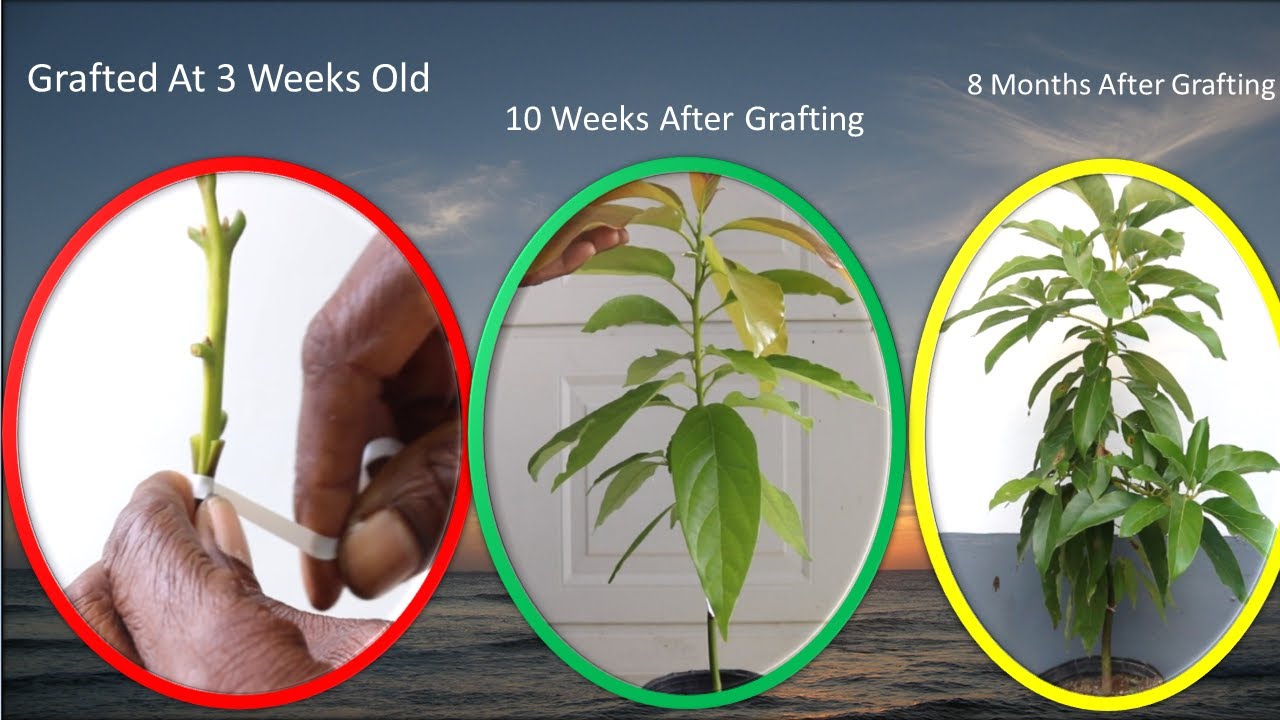 Tips & Tricks For Grafting Very Young Avocado Seedlings