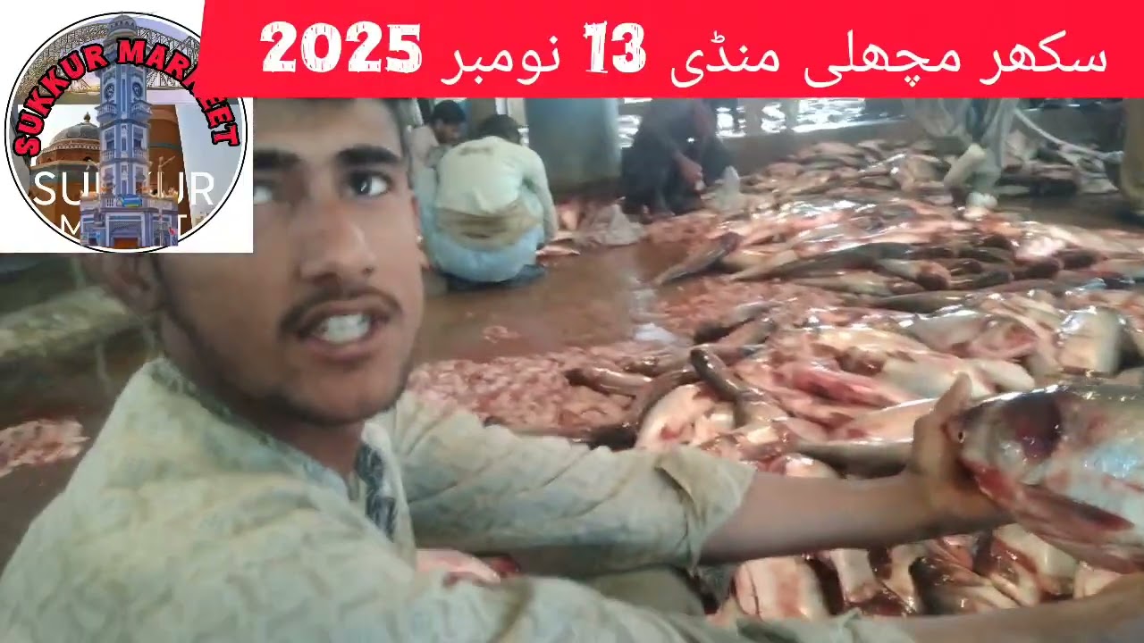 سکھر مچھلی منڈی 13 نومبر 2025 کے ریٹ 