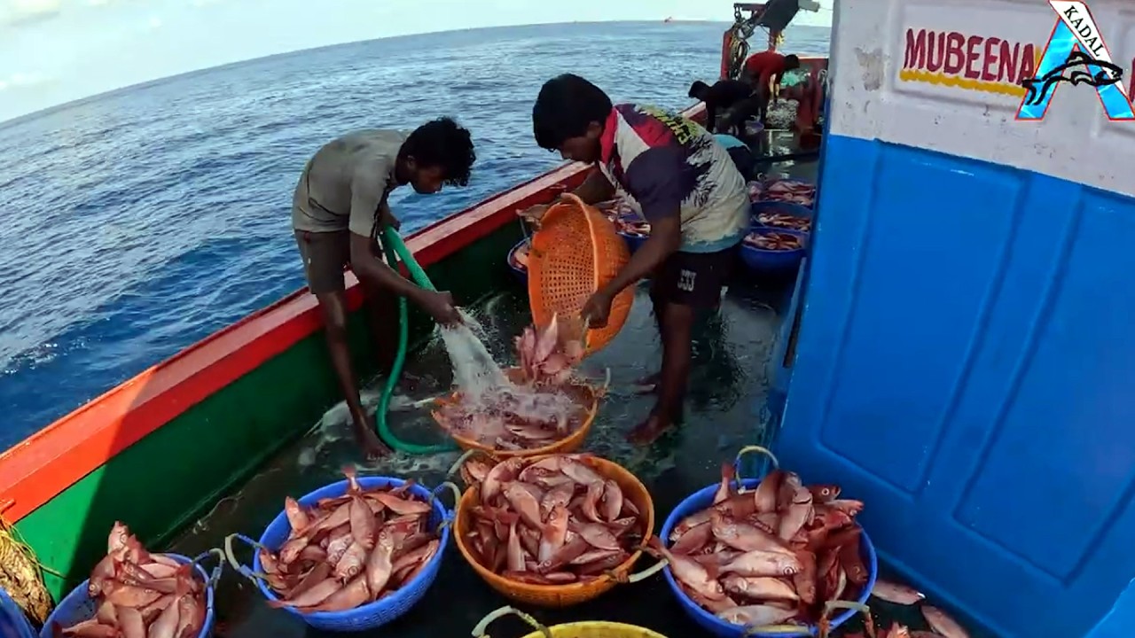 “Fresh Ocean Harvest – Red Snapper Ready for Sale” | ''Daily Catch: Baskets Full of Red Snapper''