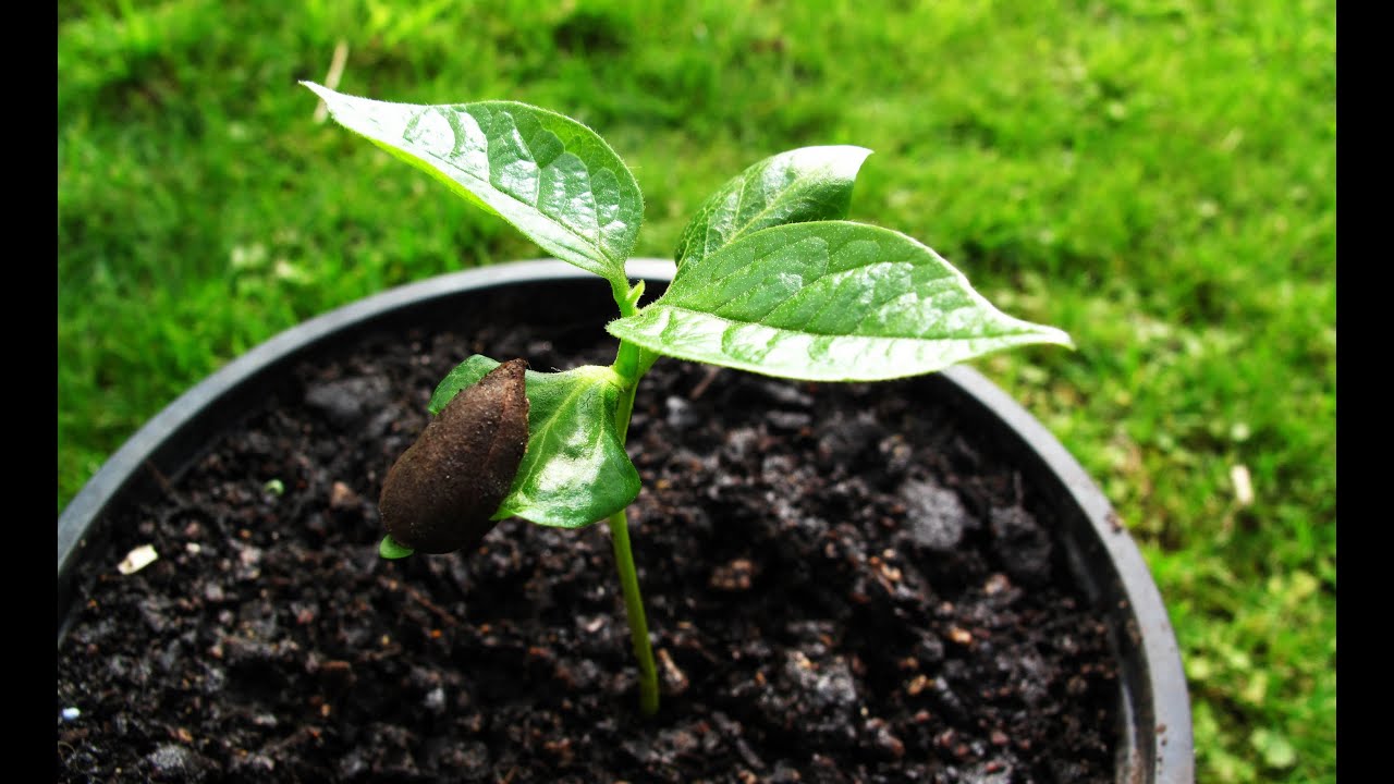 How to grow Persimmons from seed