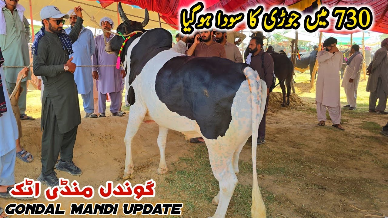 Gondal Mandi Latest Update 20 May 2025 | Naseeb Ka Soda_Bhatta Chowk Mandi
