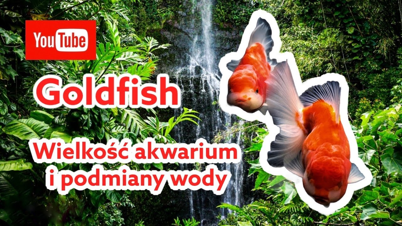Goldfish - Wielkość akwarium oraz podmiany wody