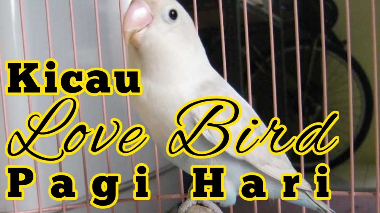kicau burung love bird pagi hari