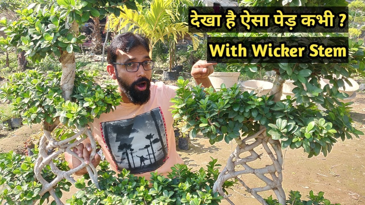 Ficus Microcarpa, Benjamina With Wicker Stem Stock
