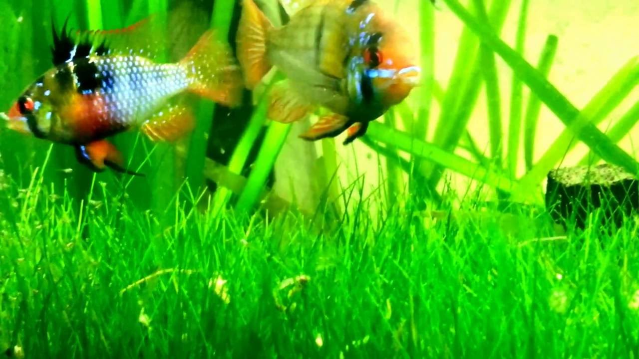 Breeding Blue Ram Cichlid