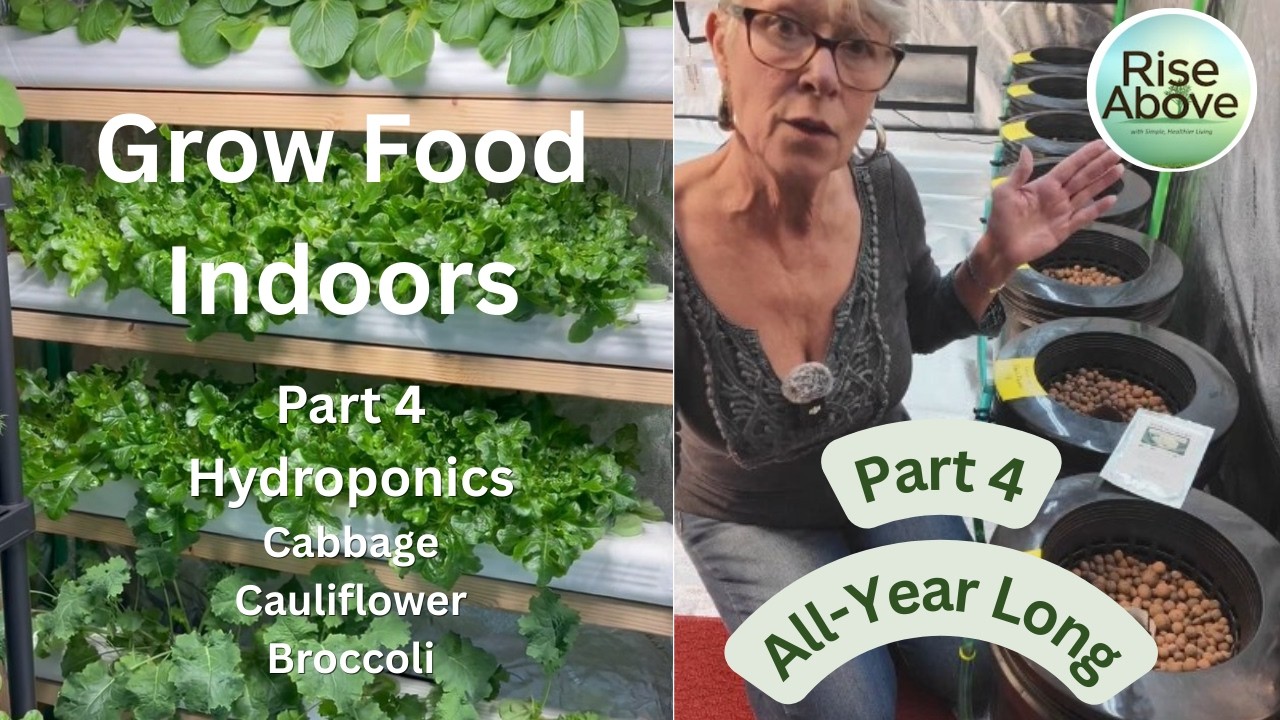 Part 4: Growing Broccoli, Cauliflower & Cabbage in Hydro Buckets – Kratky Method Experiment Begins!
