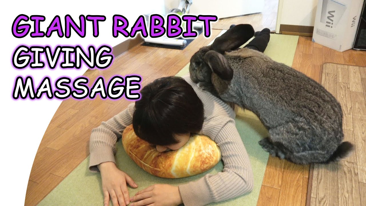 Giant Rabbit Gives Massage to Human（マッサージするウサギ、フレミッシュジャイアント）