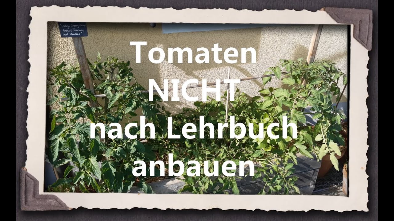 Tomaten NICHT nach Lehrbuch anbauen