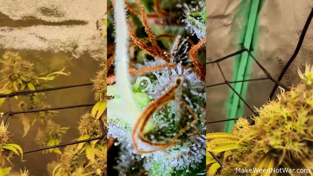 Strains - Super Sour Diesel