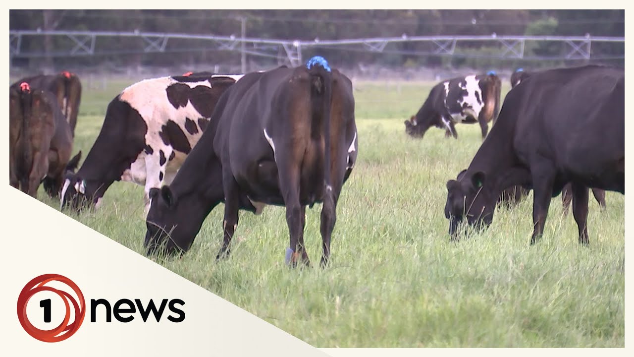 Better milk: Study shows cows benefit from varied diet