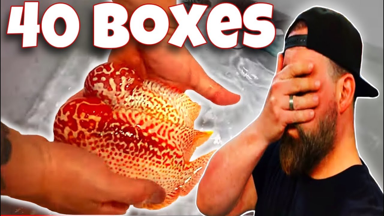 THE ULTIMATE UNBOXING: 40 📦 OF ONE-OF-A- KIND RARE TROPICAL FISH 🔥🔥