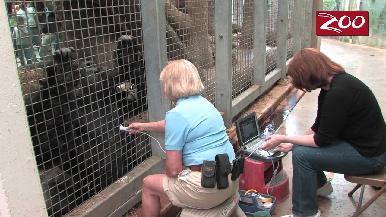 Gorilla Heart Health at the Columbus Zoo