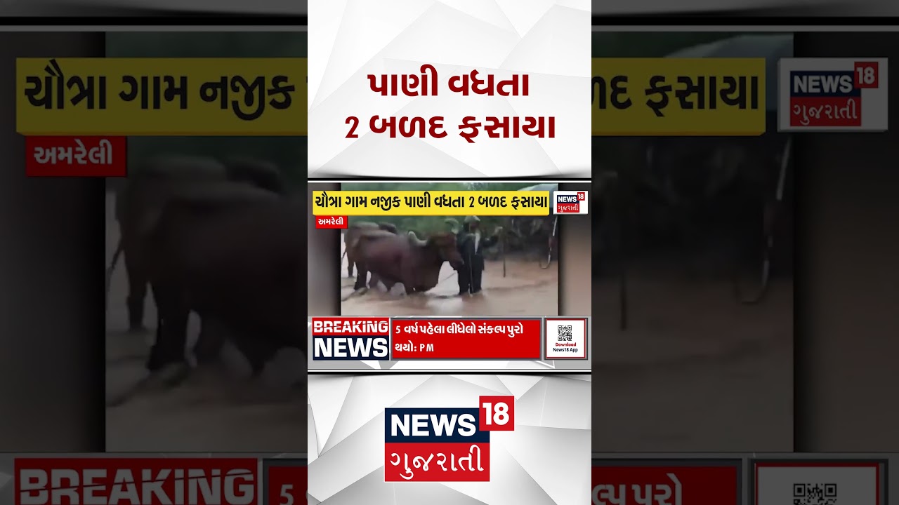 Amreli Rain Flood Update News | પાણી વધતા 2 બળદ ફસાયા | Monsoon 2026 | News18 #shorts