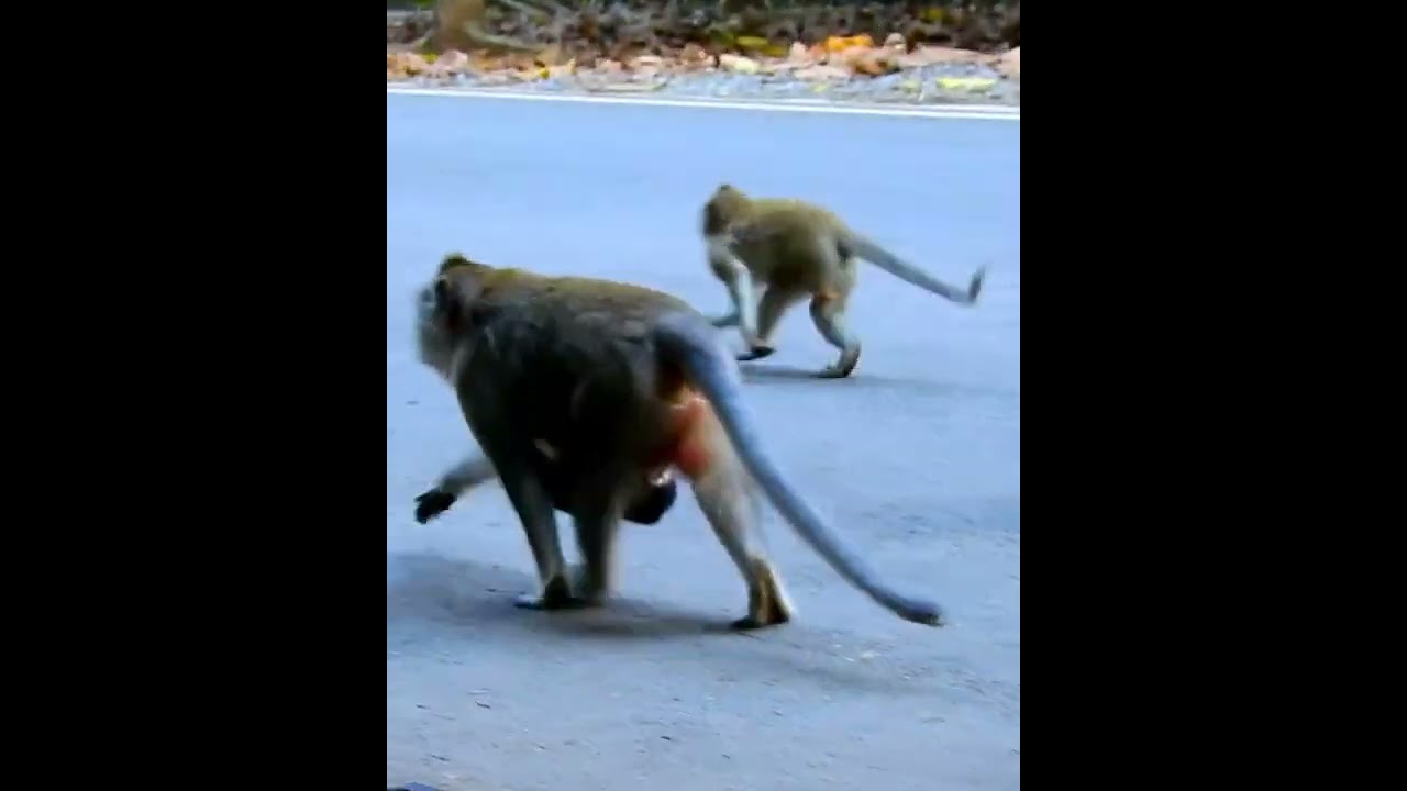 Amazing cute baby monkey 2023