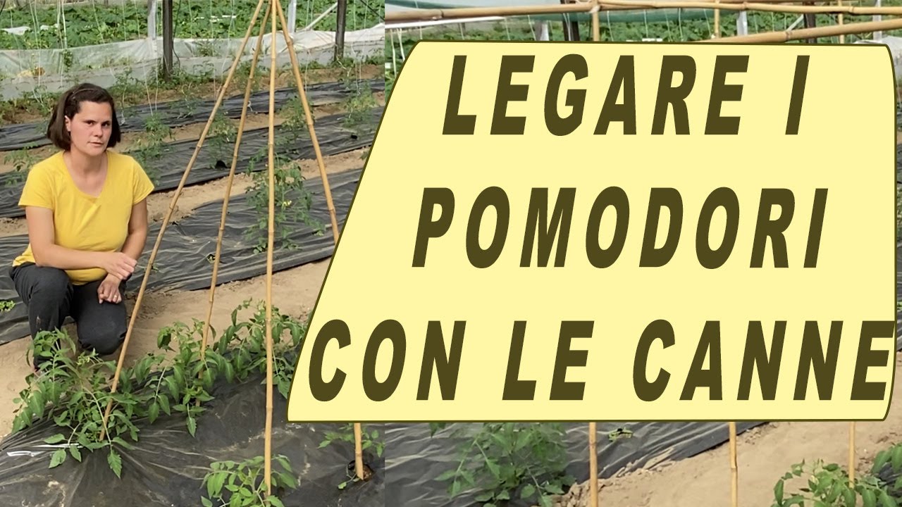 come LEGARE i POMODORI nell'orto CON LE CANNE