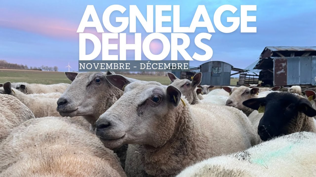 La saison des agneaux est arrivée ! ✨