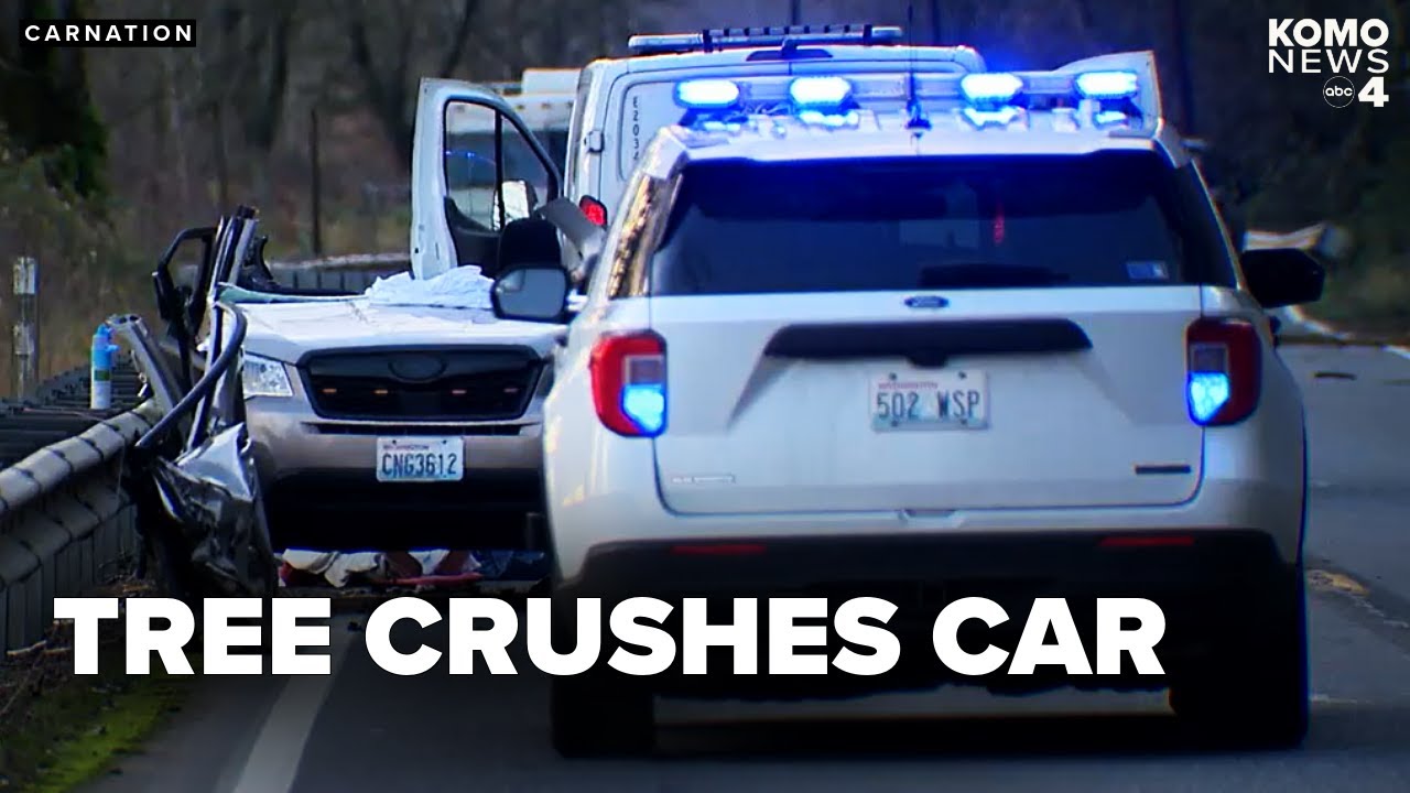 Woman killed after tree falls on car, driver critically injured