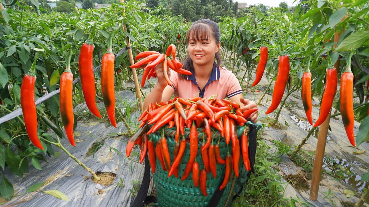 Harvesting Sweet Chili Go To Market Sell, 2 Year Building Farm | Phương - Free Bushcraft