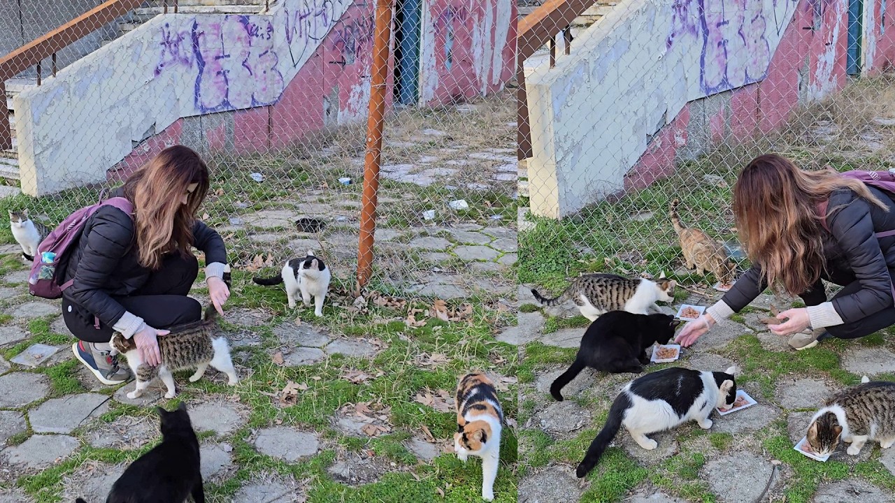 Their Home Is an Abandoned Restaurant… But These Stray Cats Are HAPPY Because They Are Loved 🐾❤️