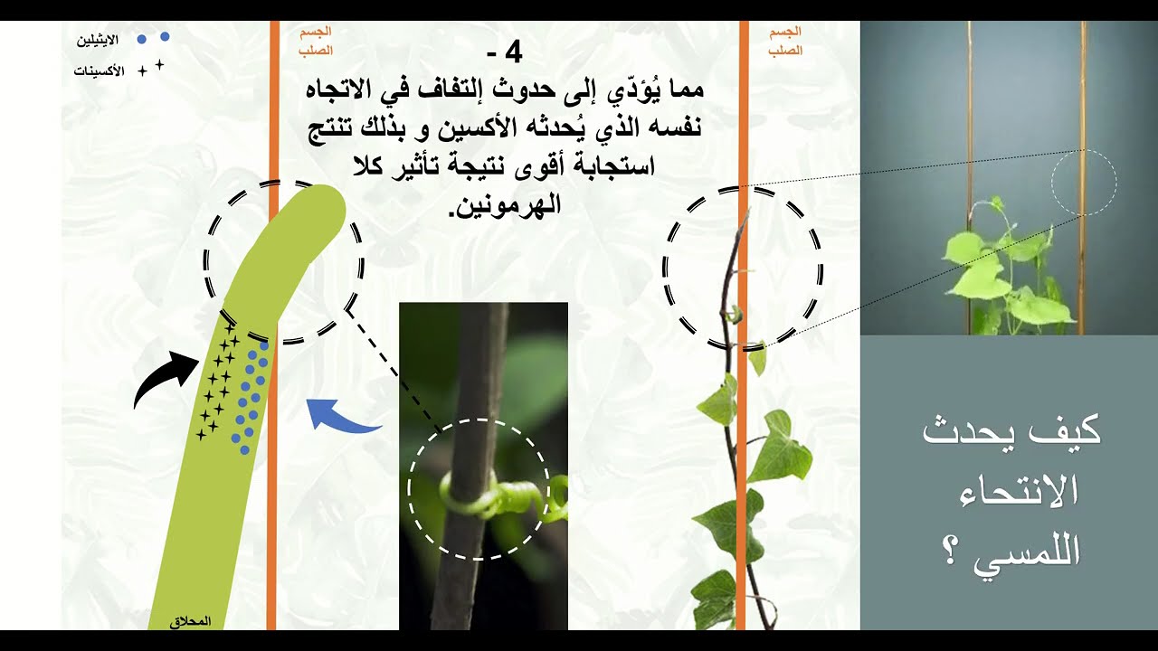 الانتحاء اللمسي