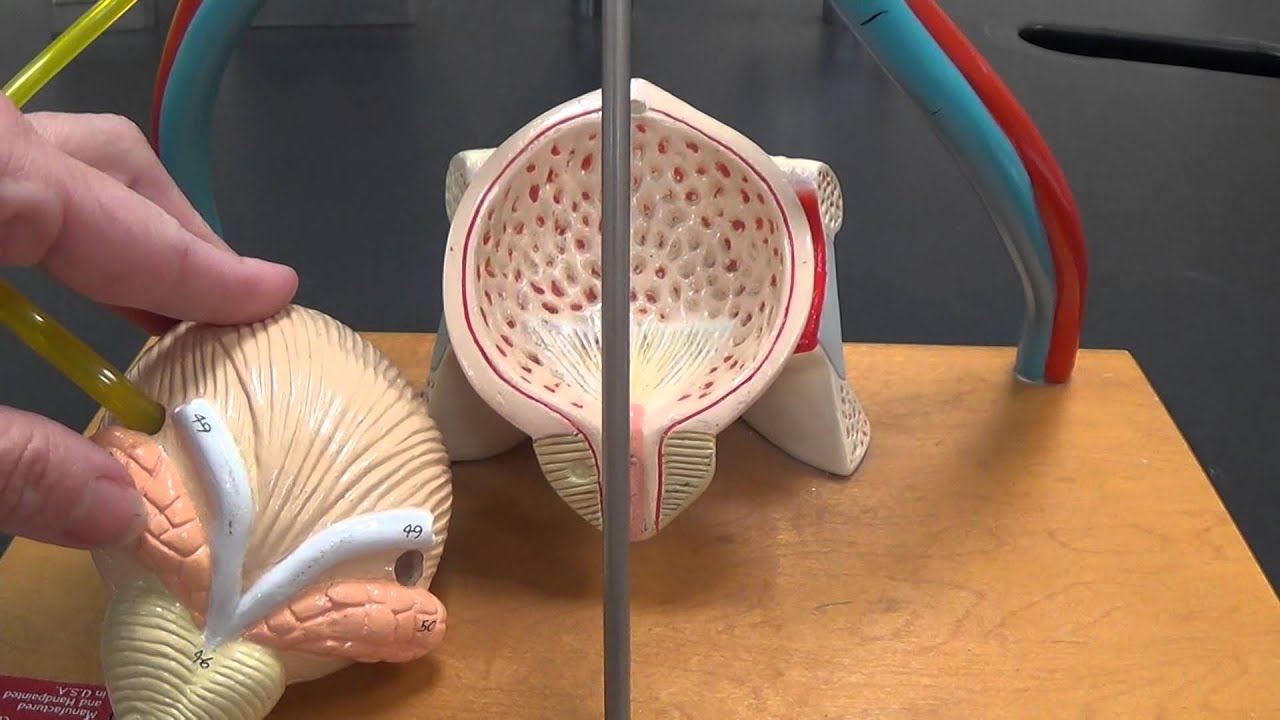 Urinary System Model
