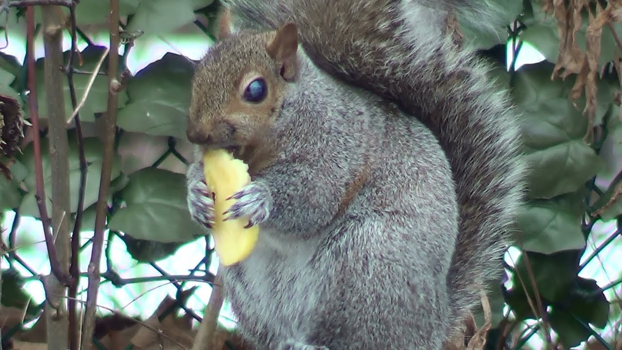 Sick Squirrels 1