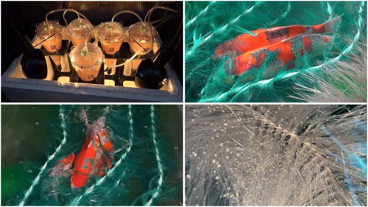 My Koi Breeding Project - Part 35 - Goshiki spawning first night success