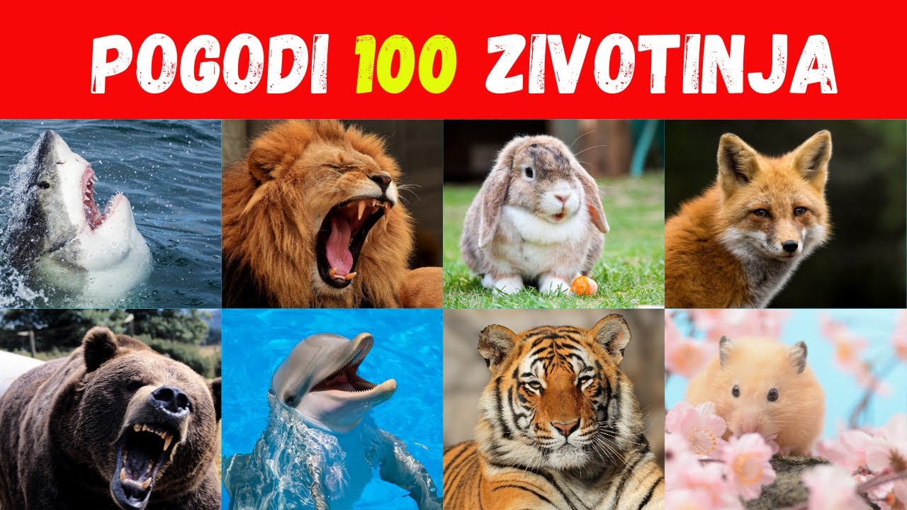 Pogodi 70 Zivotinja u 5 sekudni | Od Lakog do Nemoguceg
