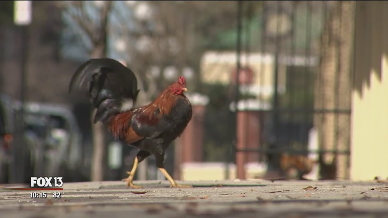 Tampa City Council takes aim at Ybor chickens
