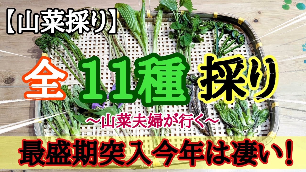 【山菜採り】驚愕❗一斉に伸びた山菜達１１種❗❗
