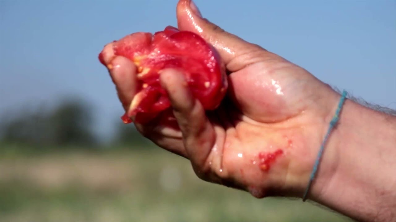 El tomate pera, uno de las mejores clases de tomates