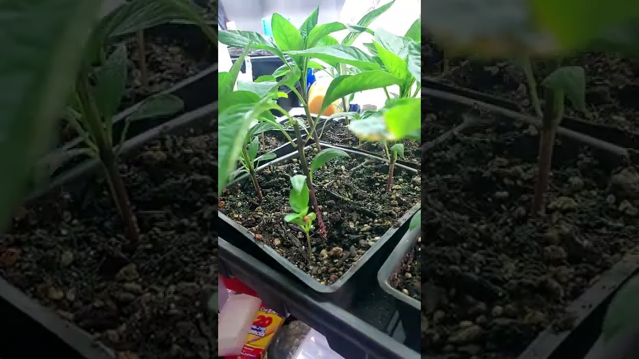 Topping Your Pepper Plants- How And Why? Shorts