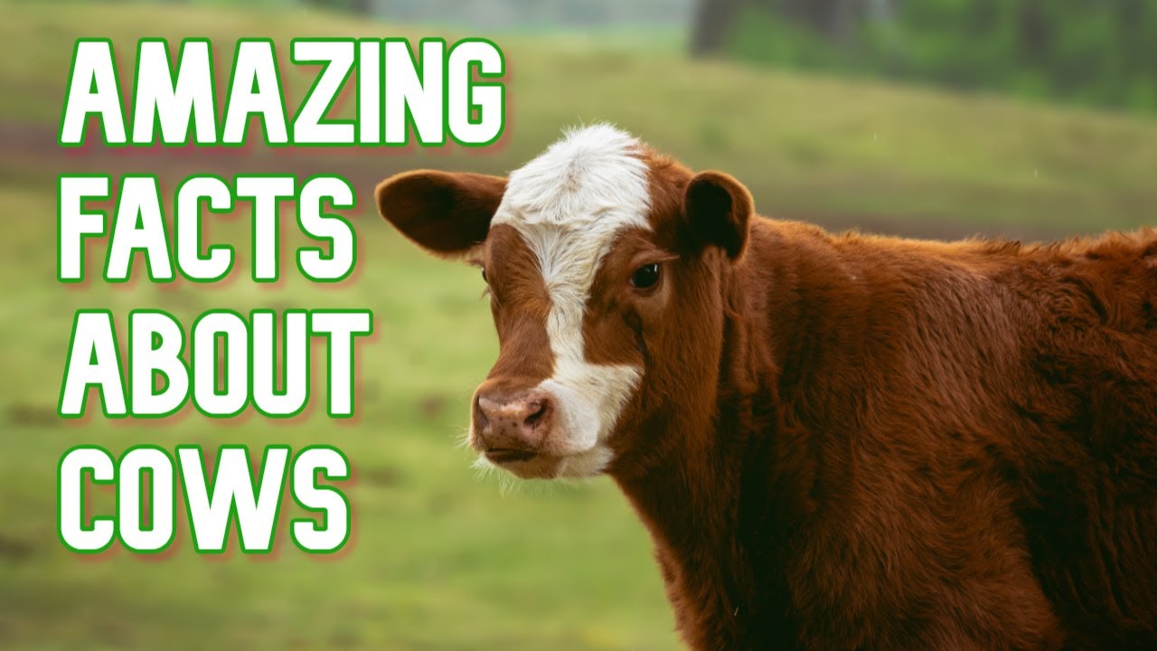Top 25 Amazing Facts About Cows