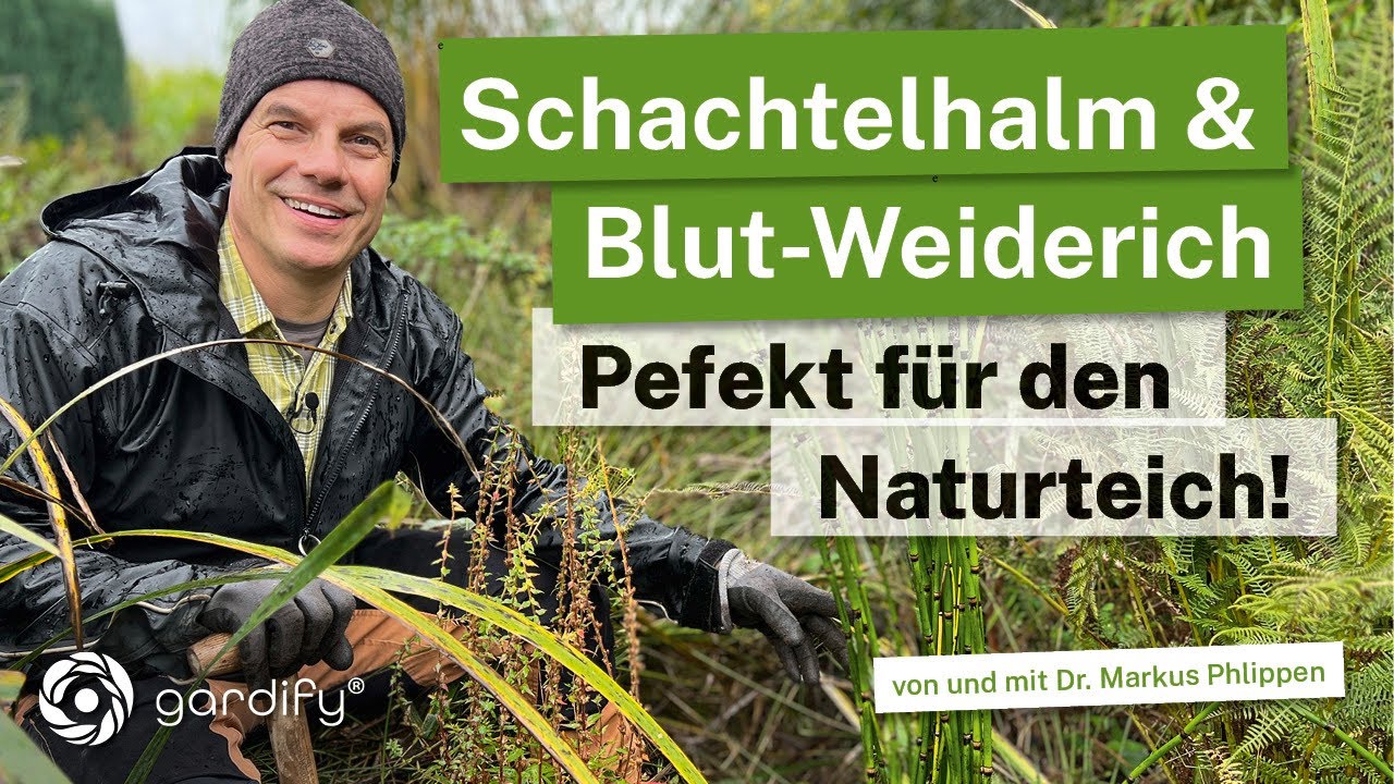 Schachtelhalm und Blutweiderich - perfekt für den Naturteich in Kombination mit Weidenzaun!