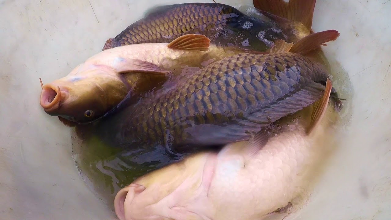 The Future of The Carp Society