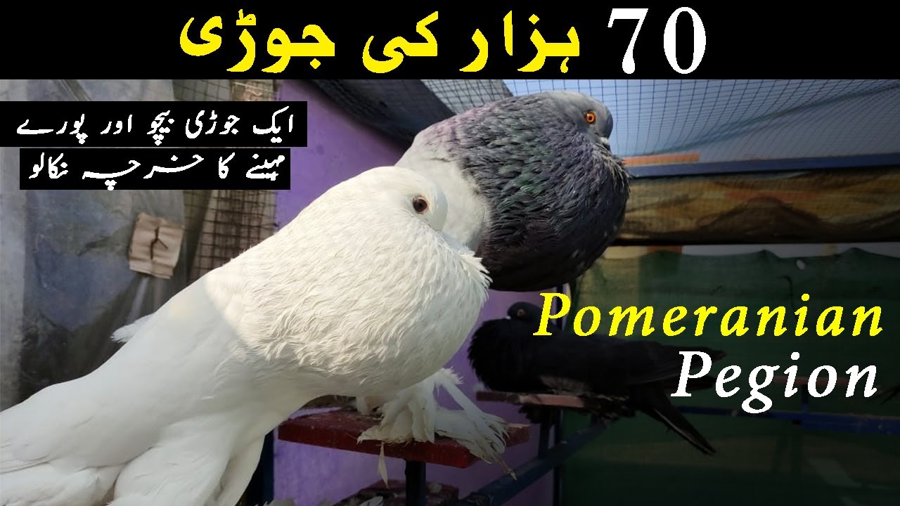 Fancy Pomeranian Pigeon | Pouters | Magpie | Trumpeter | Beautiful pigeon in  the world | Bird Love