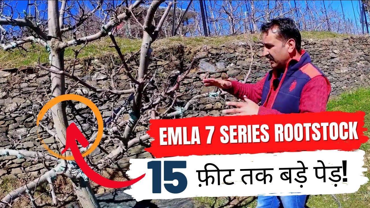 Part 2 | Emla 7 Series Rootstock Plants | 15 Feet तक बड़े पेड़