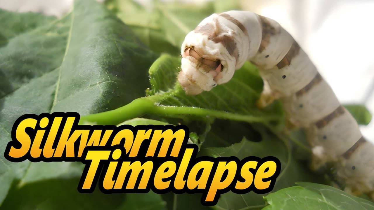 Timelapse video of silkworms eating mulberry leaves