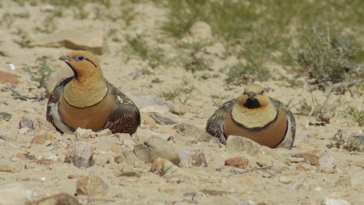 Pin-tailed Sangrouses foraging - קטה חדת זנב