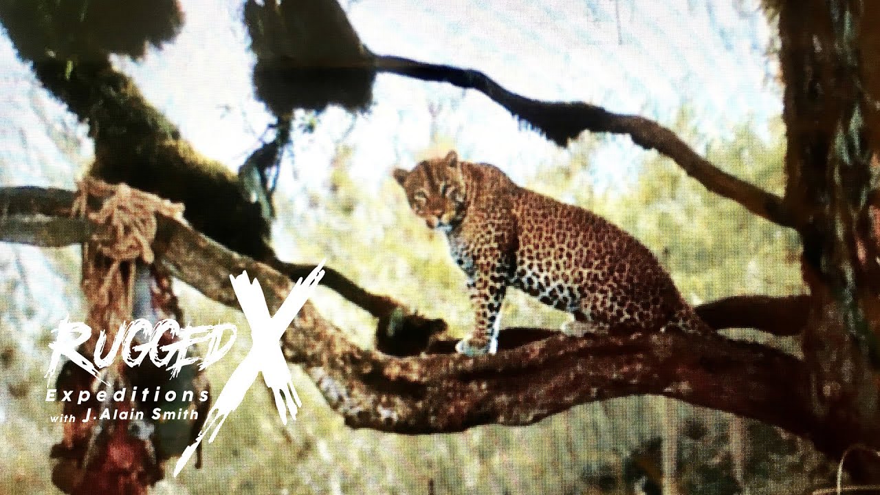 Leopard Hunting at Mt. Galai Tanzania
