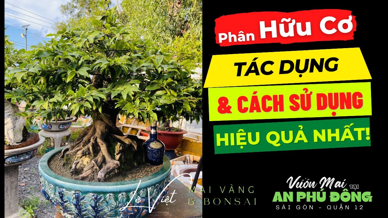 Phân Hữu Cơ: Tác Dụng & Cách Sử dụng Hiệu quả Nhất ! Lê Việt - Mai Vàng & Bonsai