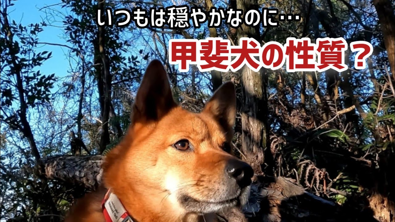 穏やかな甲斐犬が山では唸って吠える猛犬に豹変！【愛犬と登山】