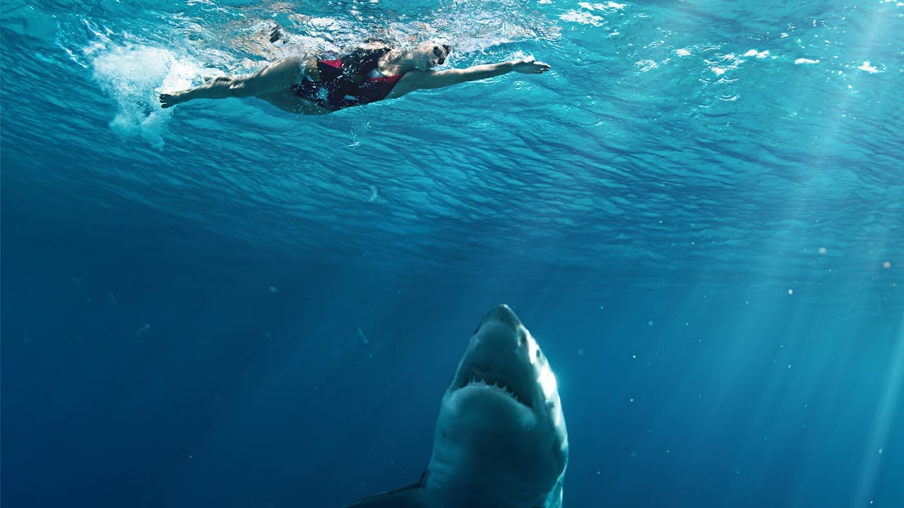 A Honeymoon to DIE FOR | Shark Attack Video Series